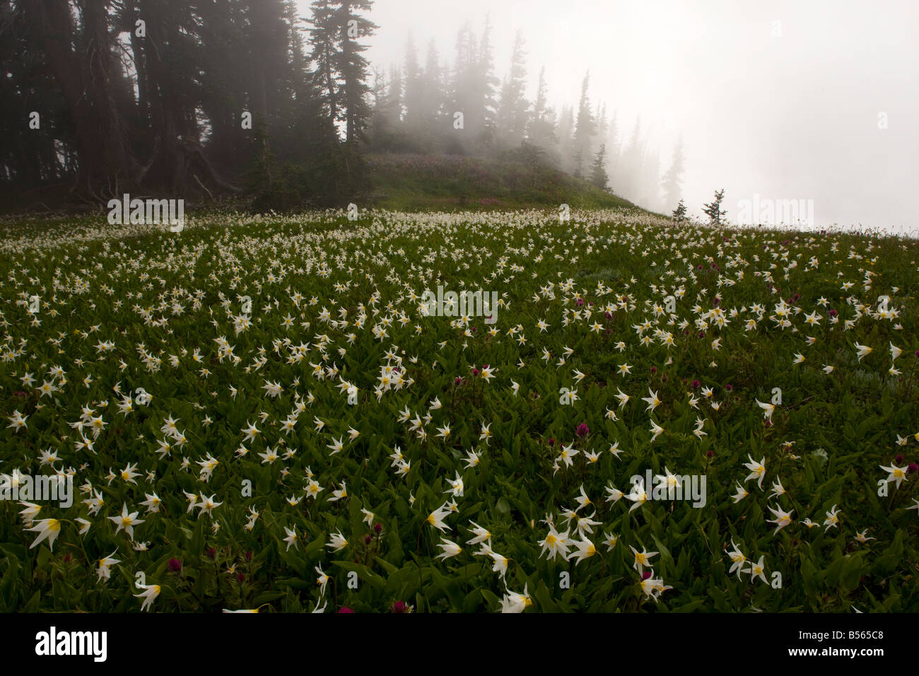 White Avalanche Lily Erythronium montanum en masse on Hurricane Ridge Olympic National Park Washington Stock Photo