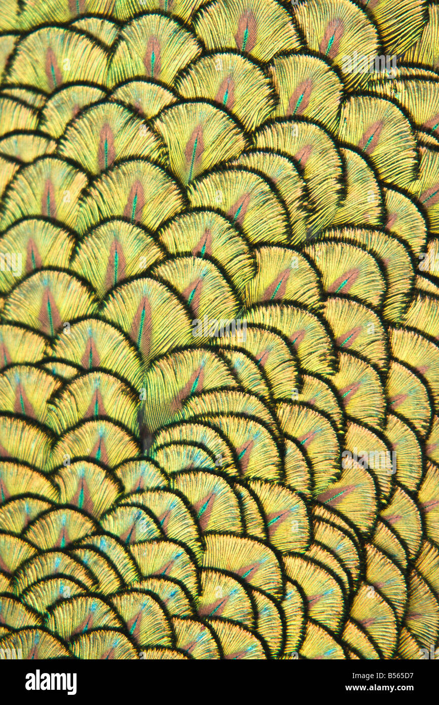 detail of peacock tail Stock Photo Alamy