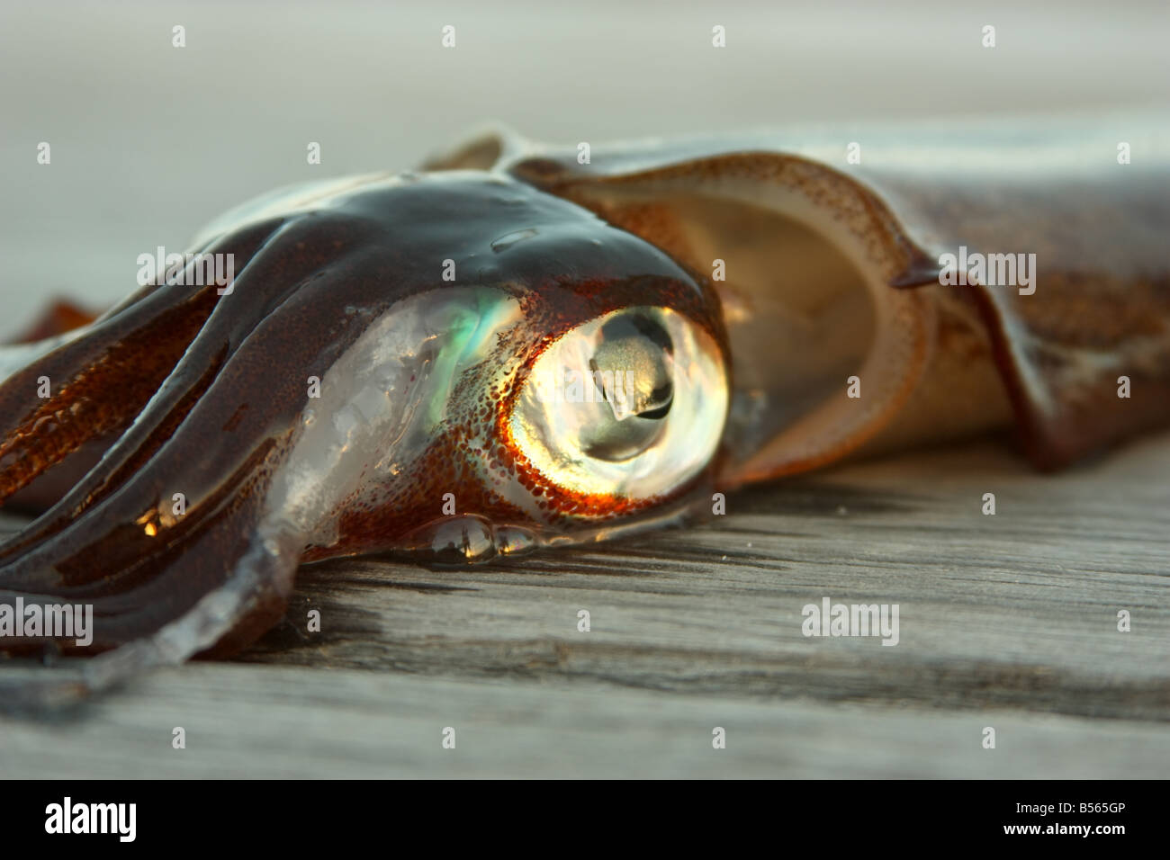 a freshly caught squid on a jetty on eyre peninsula high resolution photography Stock Photo