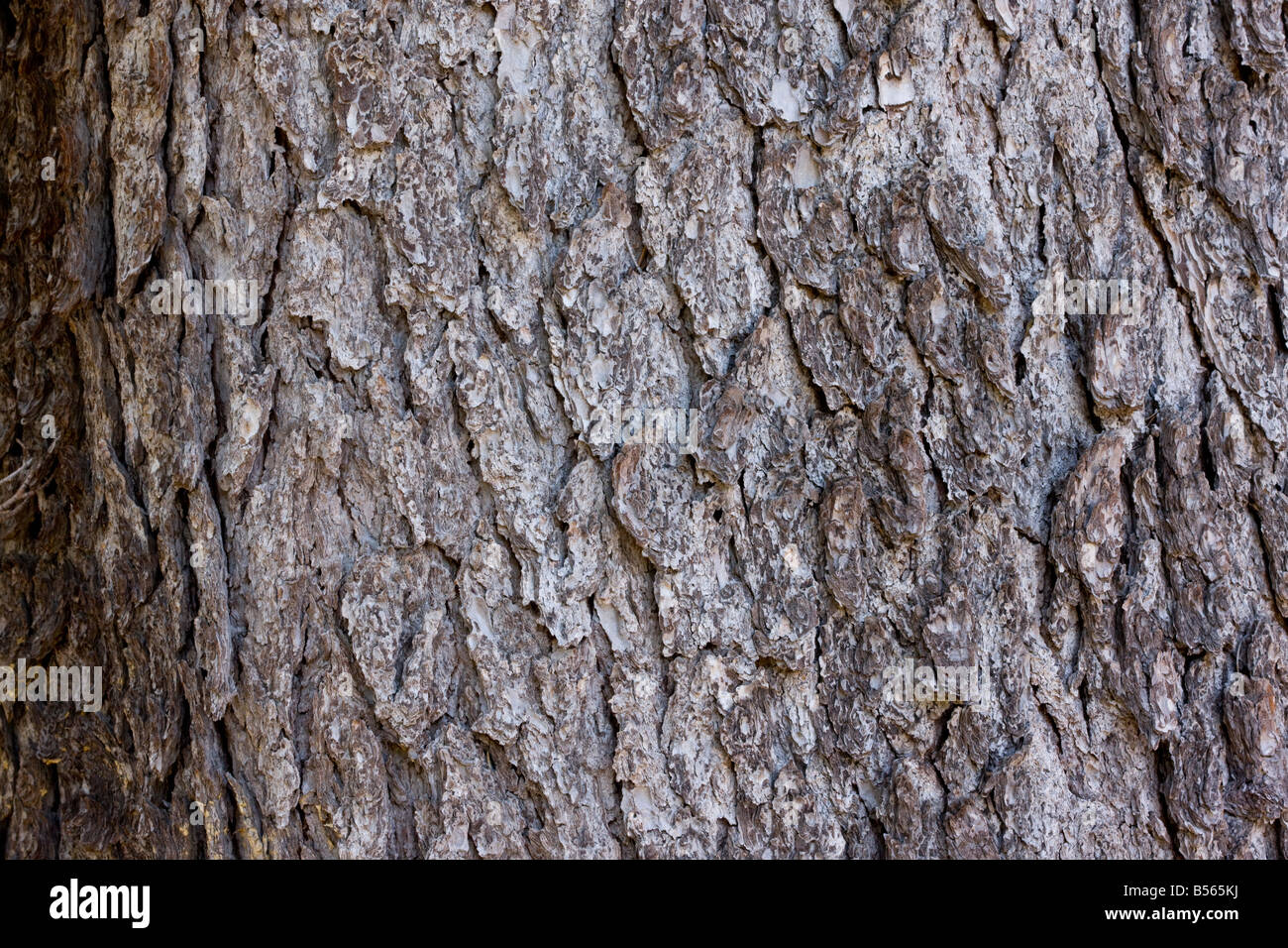 Bark of Mountain Hemlock Tsuga mertensiana Mount Lassen California Stock Photo