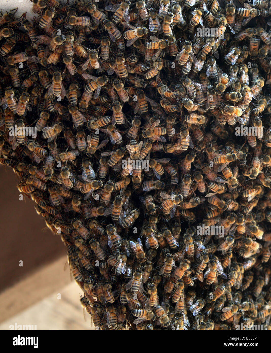 USA Bee name for flying insects of the superfamily Apoidea These bees were captured as they were building a bee hive Stock Photo