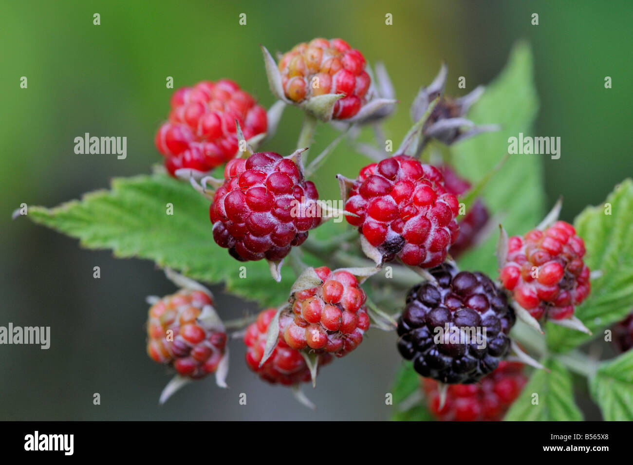 Wild red raspberry hi-res stock photography and images - Alamy