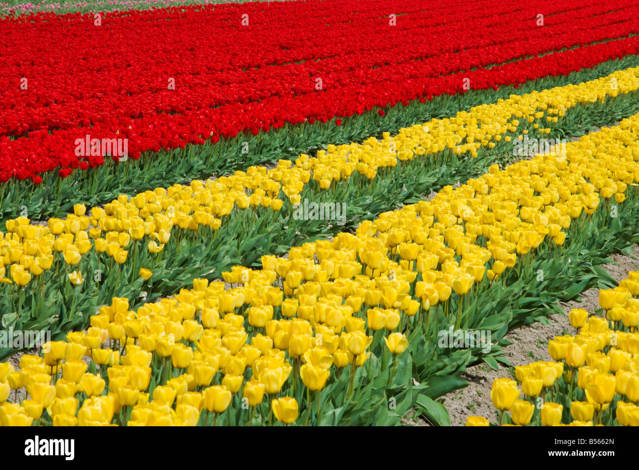 Tulips icon hi-res stock photography and images - Alamy