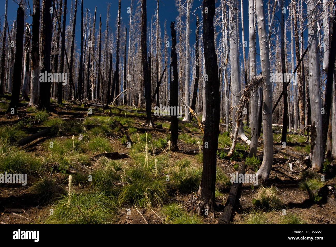 Badly burnt area of Lodgepole Pines Pinus contorta with Bear Grass 5 years after fire Three fingered Jack Cascades Oregon Stock Photo