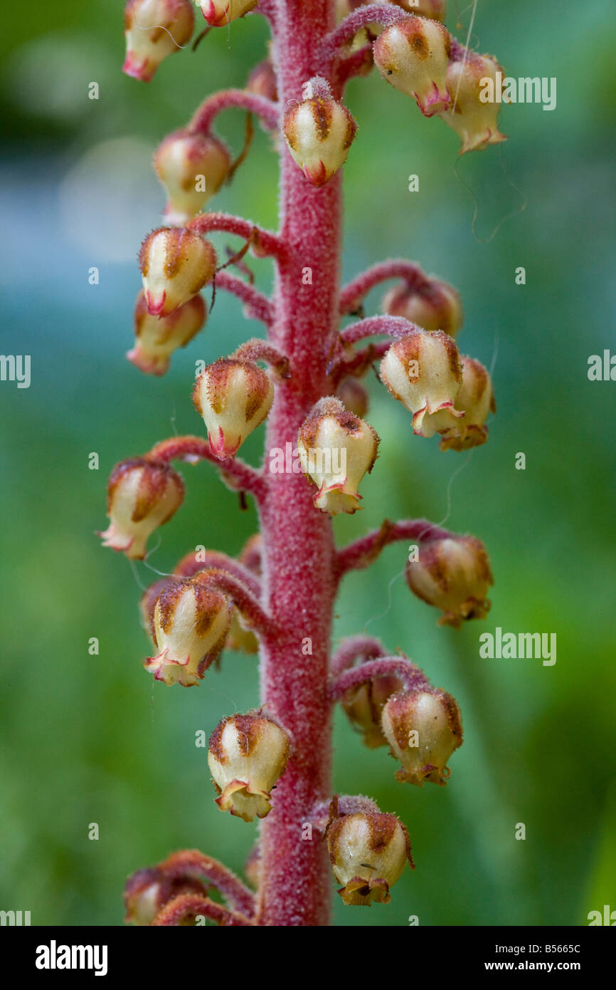 Pinedrops Pterospora andromedea a saprophyte or myco heterotrophs found in pine woodlands Oregon Stock Photo