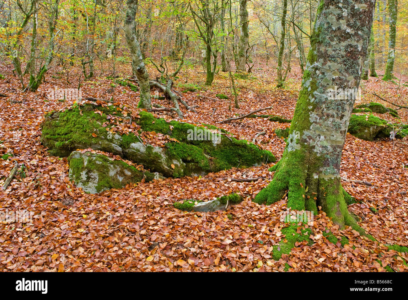 The falling leaves colors the autumn season in the forest St…