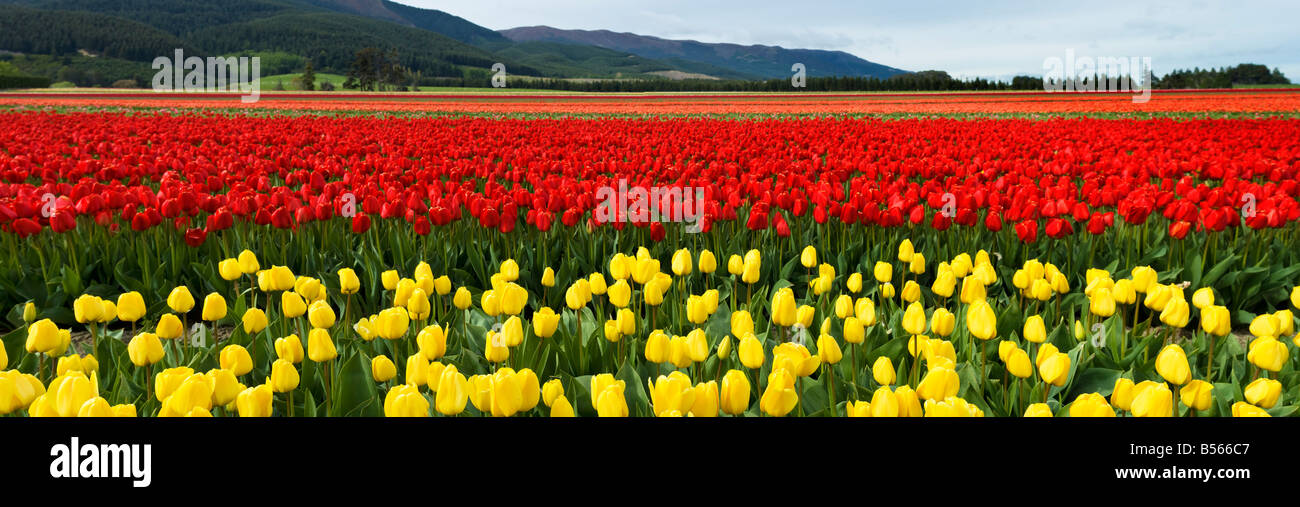 A beautiful field of tulips Stock Photo - Alamy