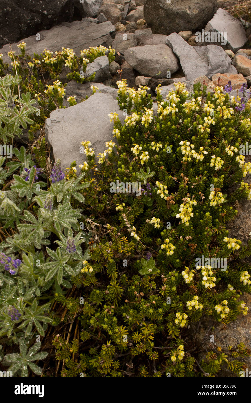 White Heather Phyllodoce glanduliflora high on Mount Rainier Cascade Mountains Washington Stock Photo