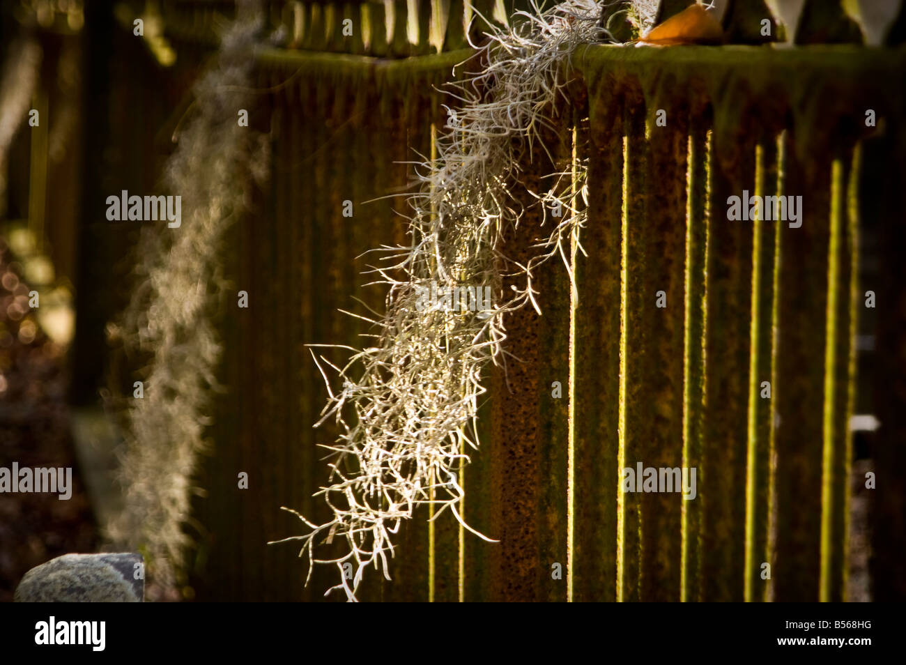 Hilton head cemetery, Spanish Moss Stock Photo Alamy