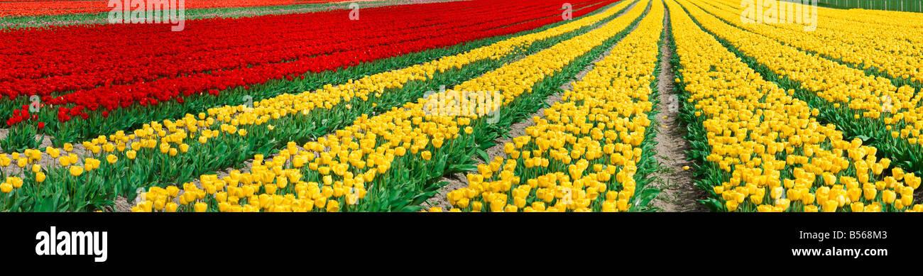 A beautiful field of tulips Stock Photo - Alamy