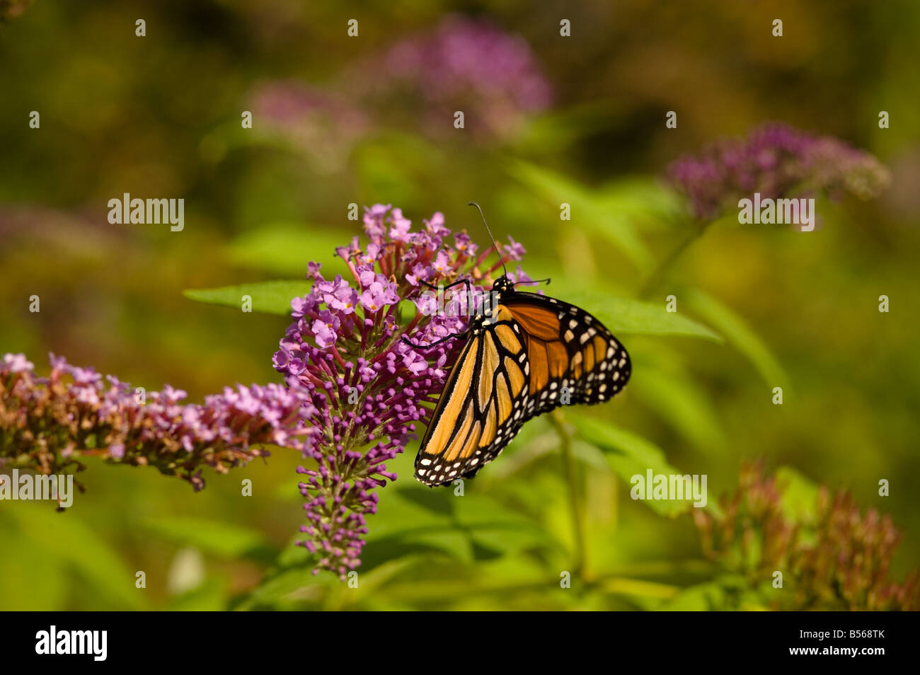 Monarch Danaus plexippus Stock Photo - Alamy