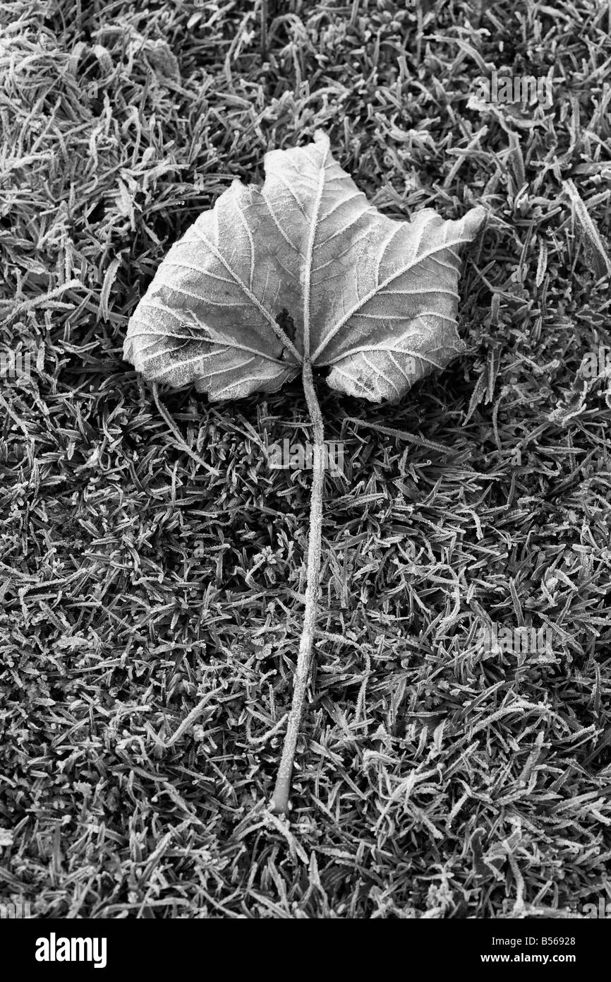 A crisp frosty Autumn leaf on frosty grass. Stock Photo