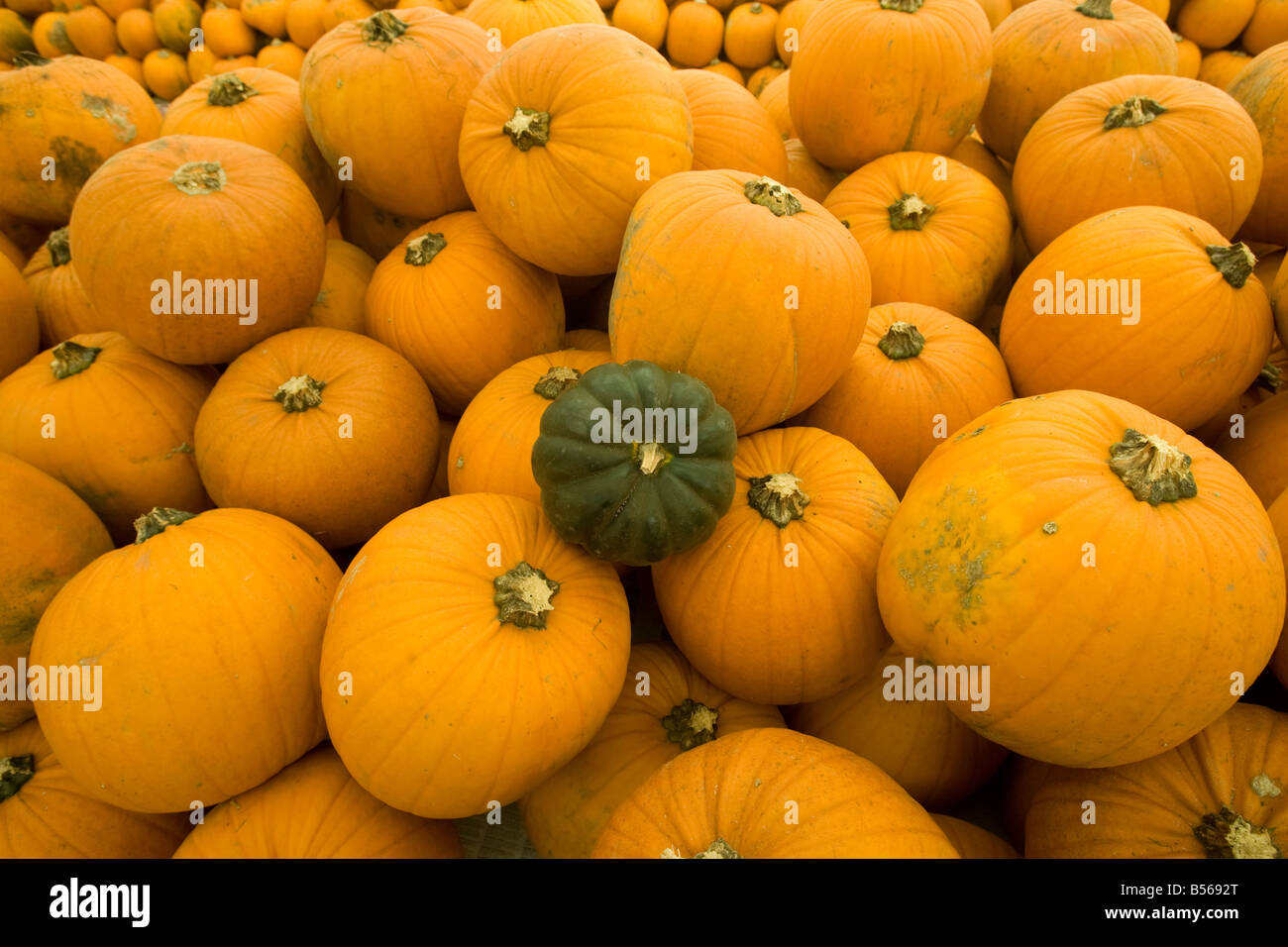 One green pumpkin among a sea of traditional orange pumpkins Stock Photo