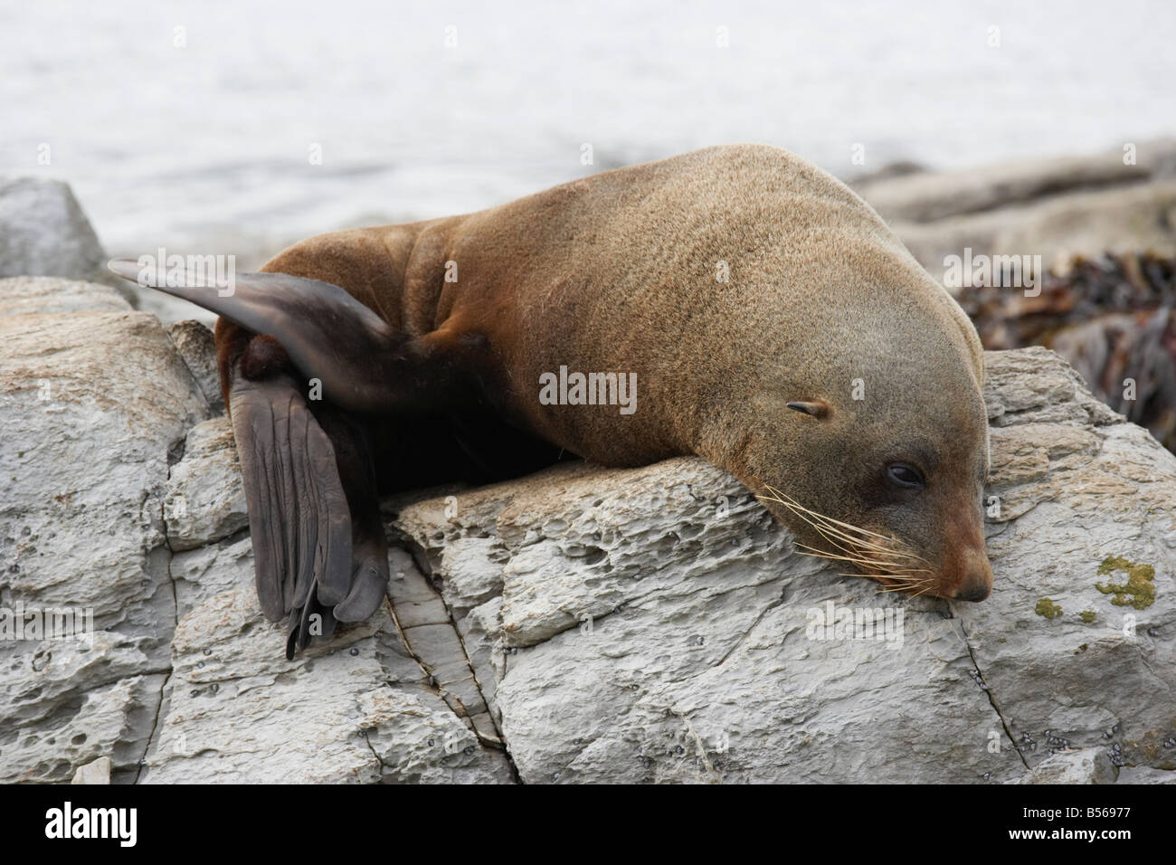 Sea Lion resting on land Kaikoura Canterbury South Island New Zealand ...