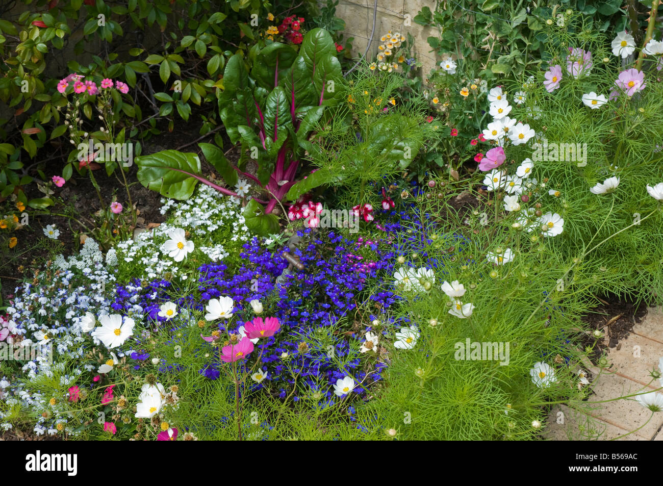 An undisciplined and colorful bed of mixed flowers including red stemmed silver beet used in a decorative manner Stock Photo