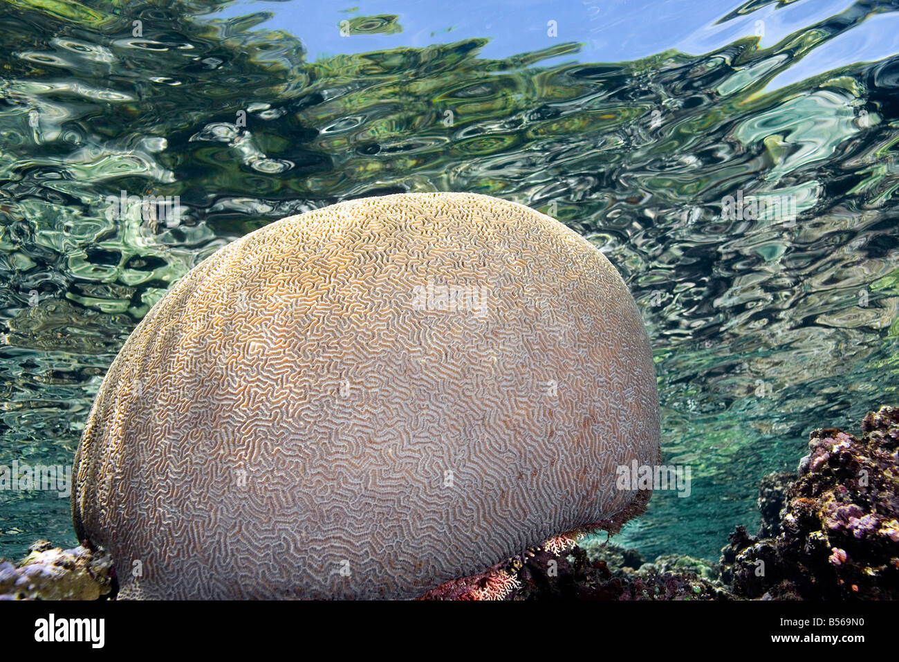 Brain Coral in shallow water with the sky and trees reflected in the water Stock Photo