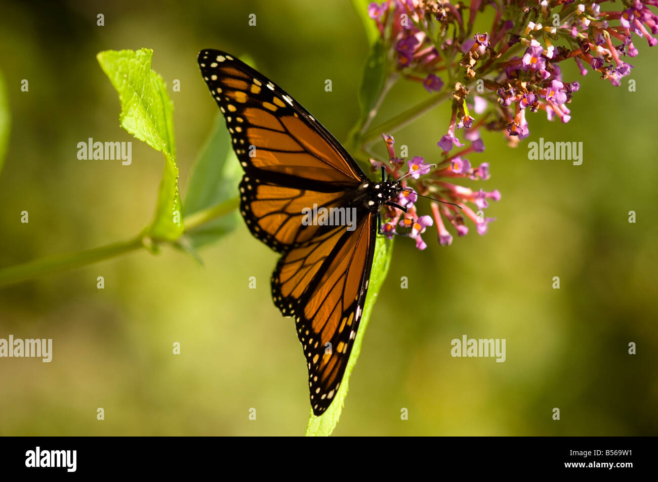 Monarch Danaus plexippus Stock Photo - Alamy