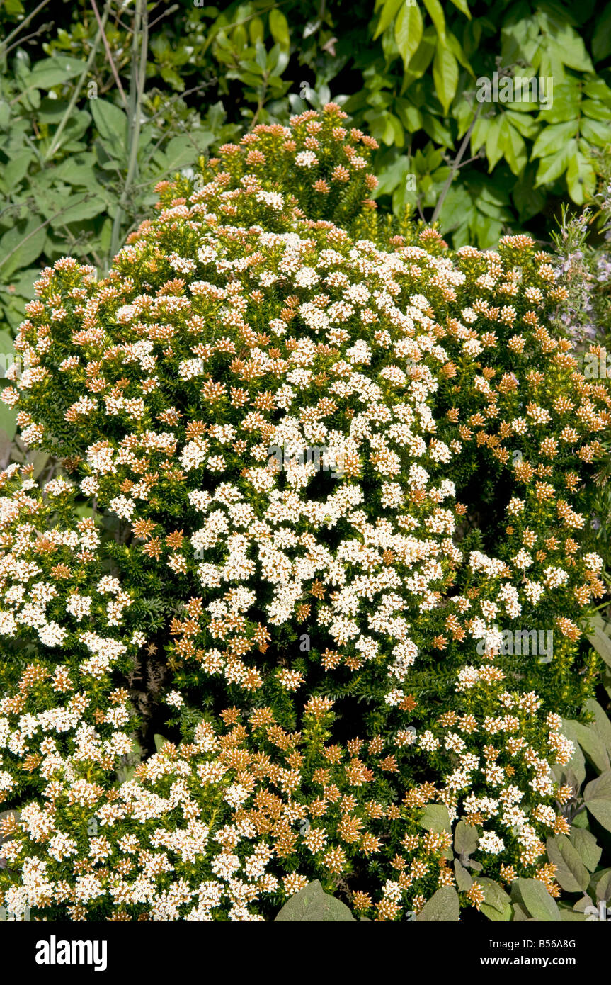 Hebe vernicosa compact shrub with cluster of white flowers Stock Photo