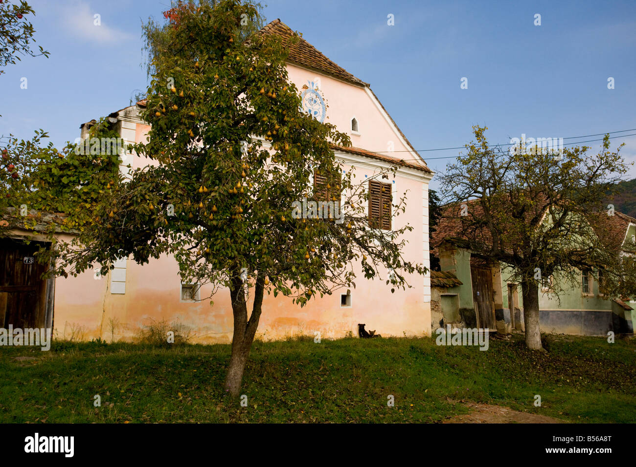 Pear tree in fruit in the old saxon village of Mesendorf or Meschendorf saxon villages Transylvania Romania Stock Photo