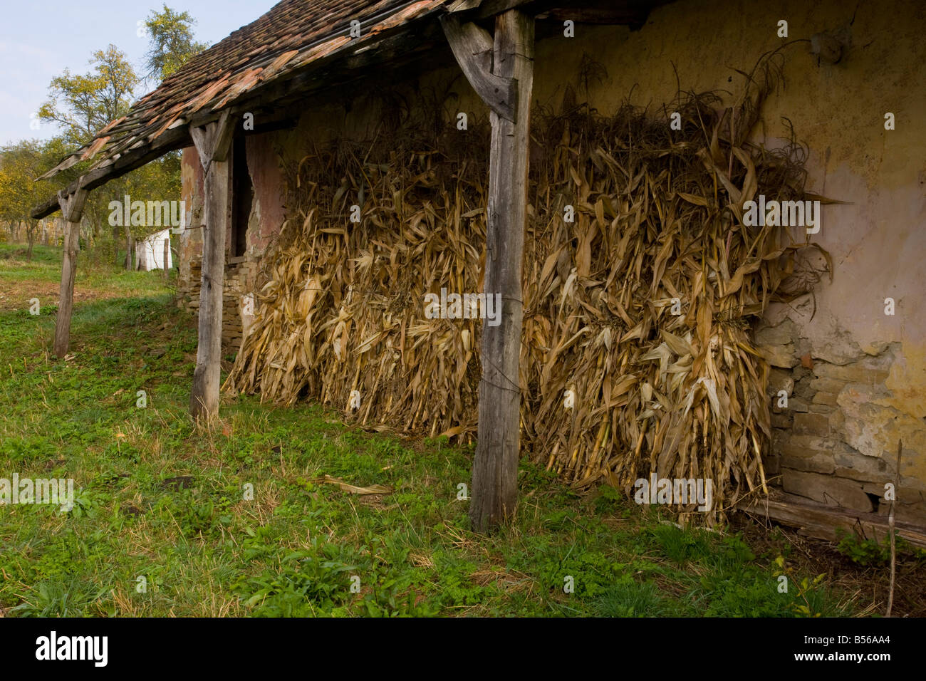 Maize drying in Mesendorf or Meschendorf saxon villages Transylvania Romania Stock Photo