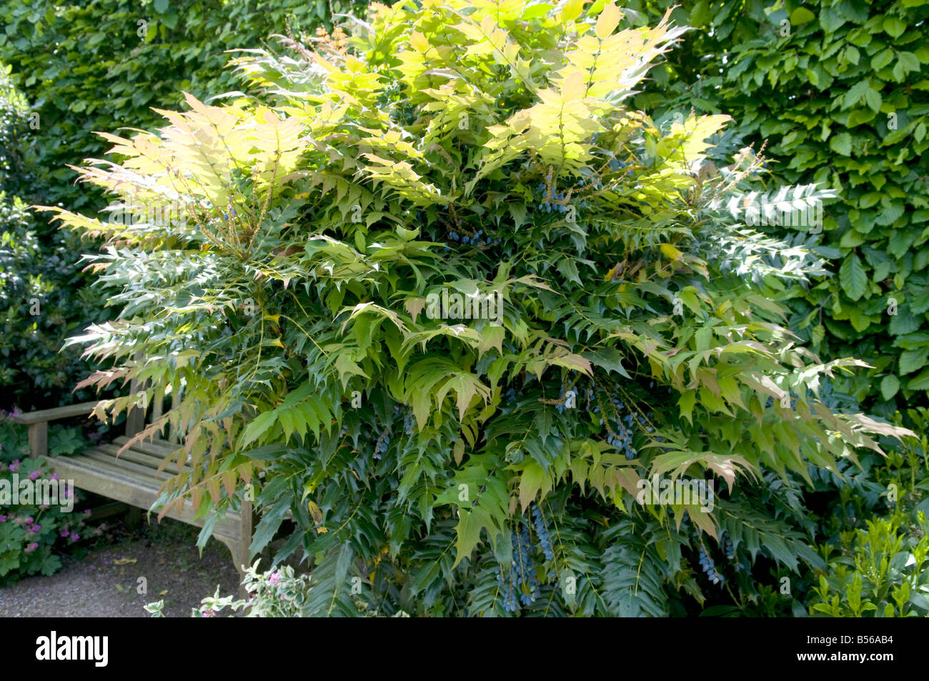 Mahonia japonica Stock Photo