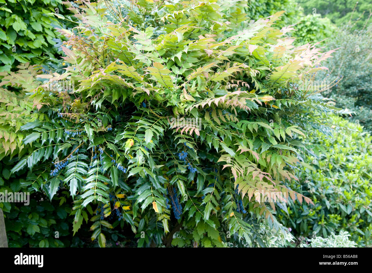 Mahonia japonica Stock Photo