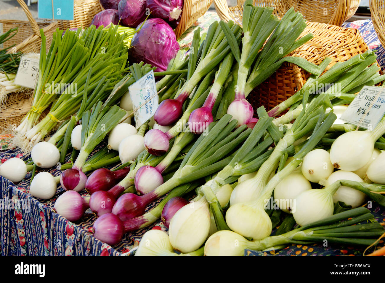 Organically grown onions hi-res stock photography and images - Alamy