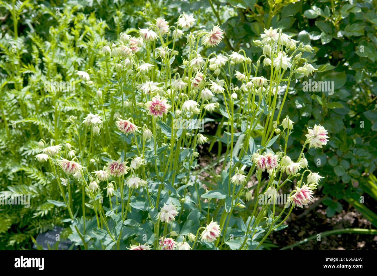 Aquilegia Vulgaris High Resolution Stock Photography And Images Alamy