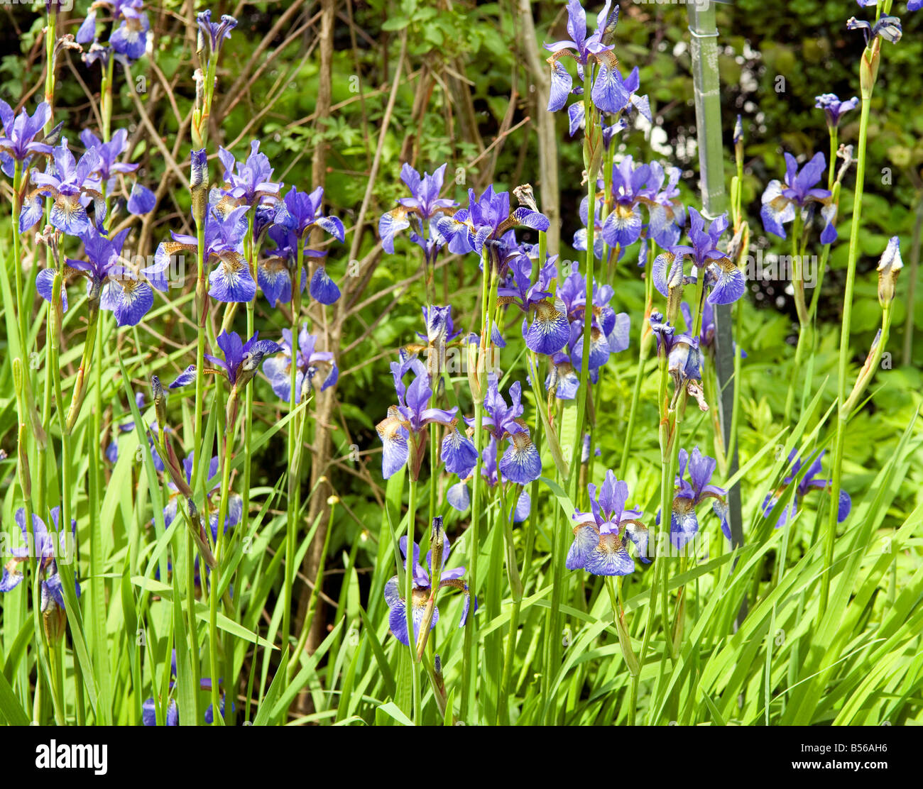 Irises Siberian Mountain Lake Blooms Stock Photo Alamy
