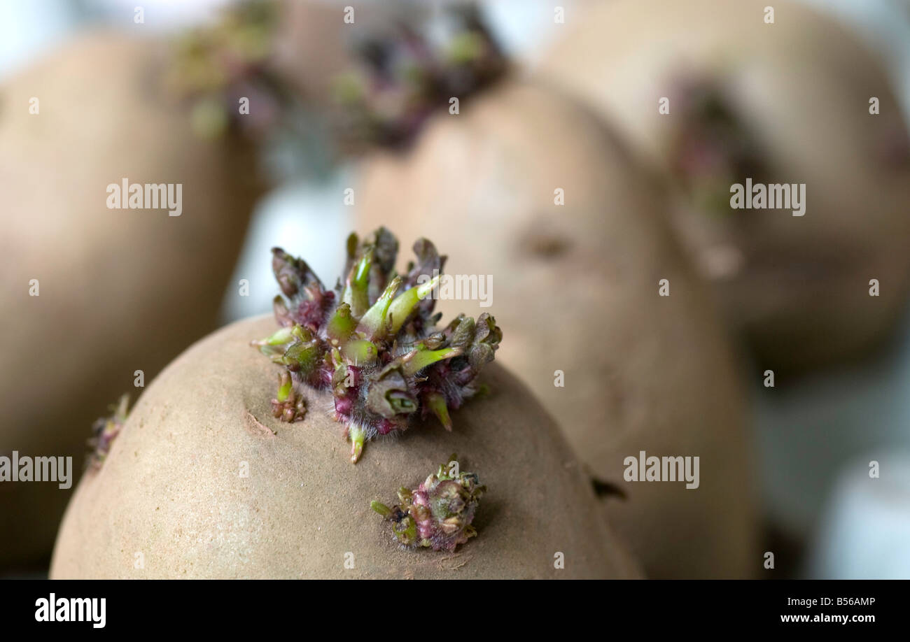 Potato tubers chitting (variety 'Pixie') Stock Photo
