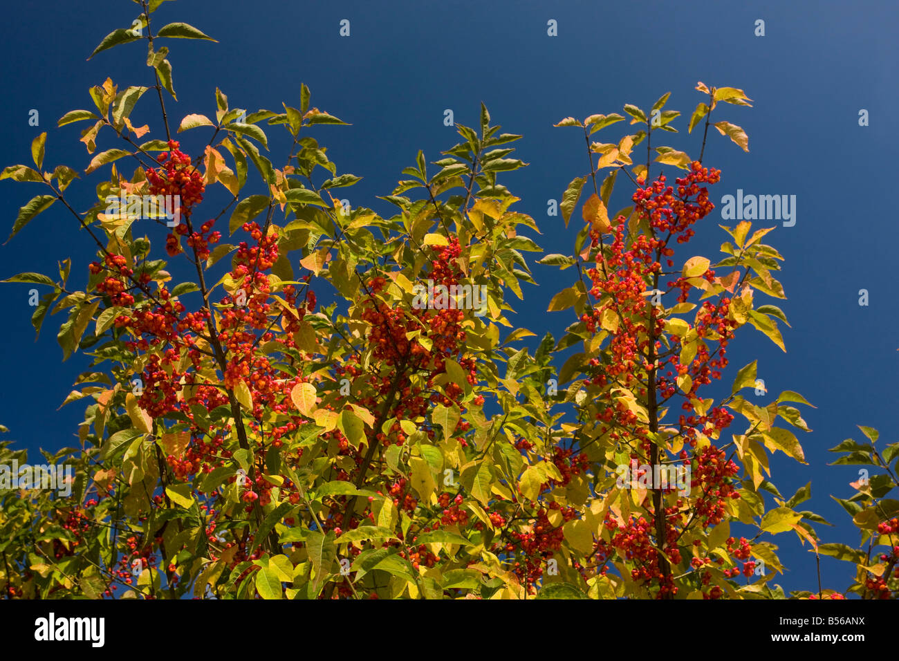 Spindle Euonymus europaeus in fruit autumn saxon villages area Transylvania Romania Stock Photo
