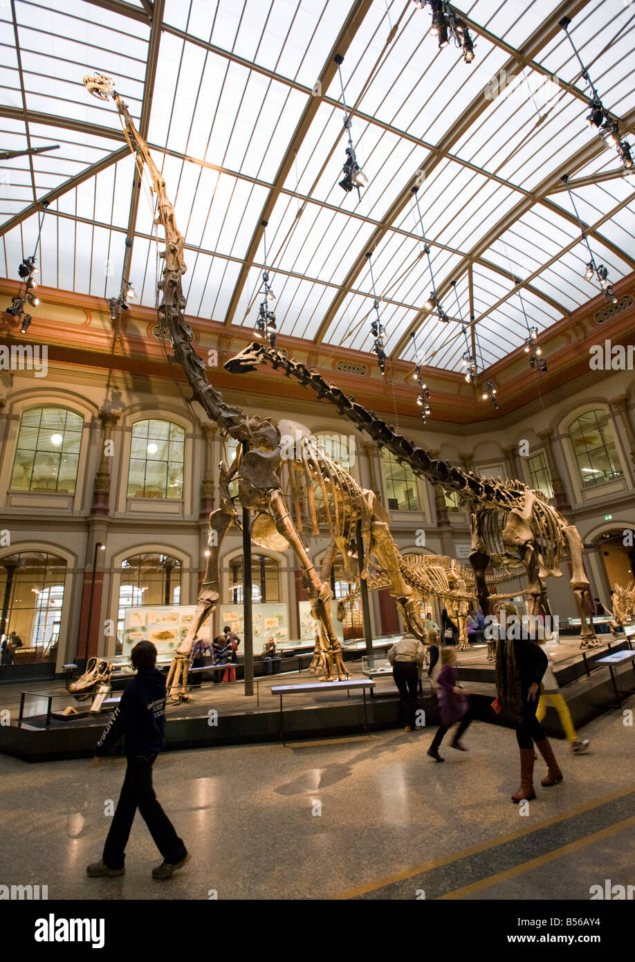 Dinosaur skeletons on display at Natural History Museum in Berlin Stock Photo