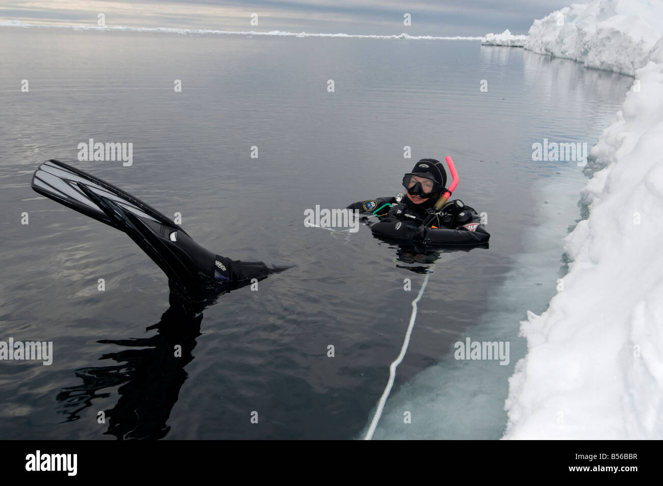 Arctic Ice diving camerawoman Christina Karliczek is diving in sub zero Arctic waters at minus 1 8 degrees celsius She Stock Photo