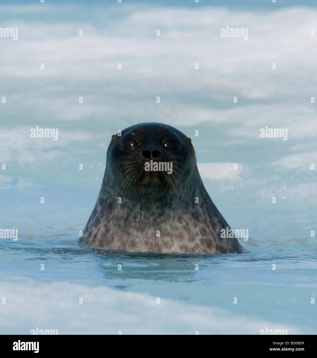 Ringed seal pup about 2 months old The young seals are born in cavities dens hidden under the snow on the sea ice These young pu Stock Photo