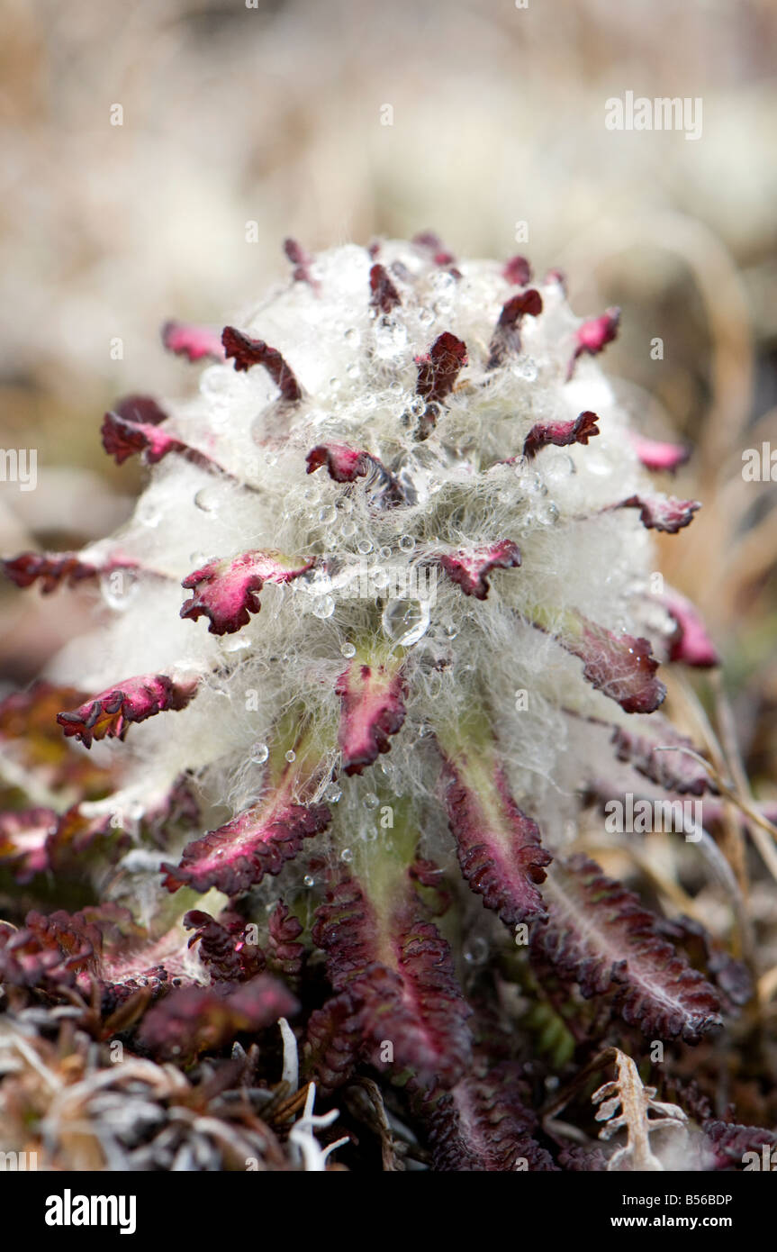 Hairy lousewort is one arctic plant moving its range northwards due to climate change Pictured here on Baffin Island Borden Peni Stock Photo
