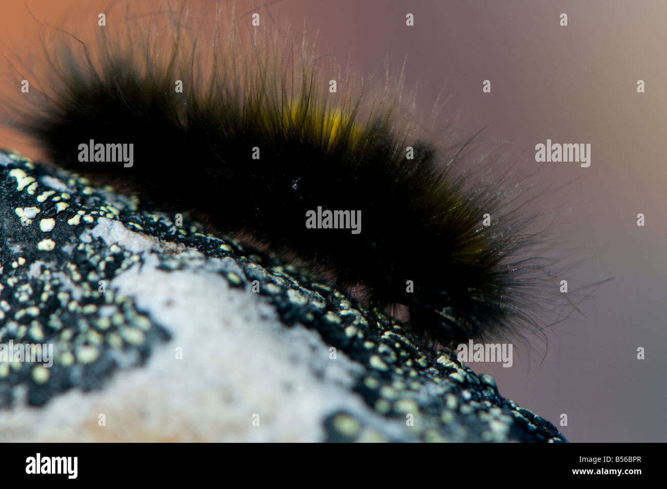 ARctic wooly woolly bear caterpillar lives to be 14 years old as a caterpillar freezing solid for ten months of the year Stock Photo