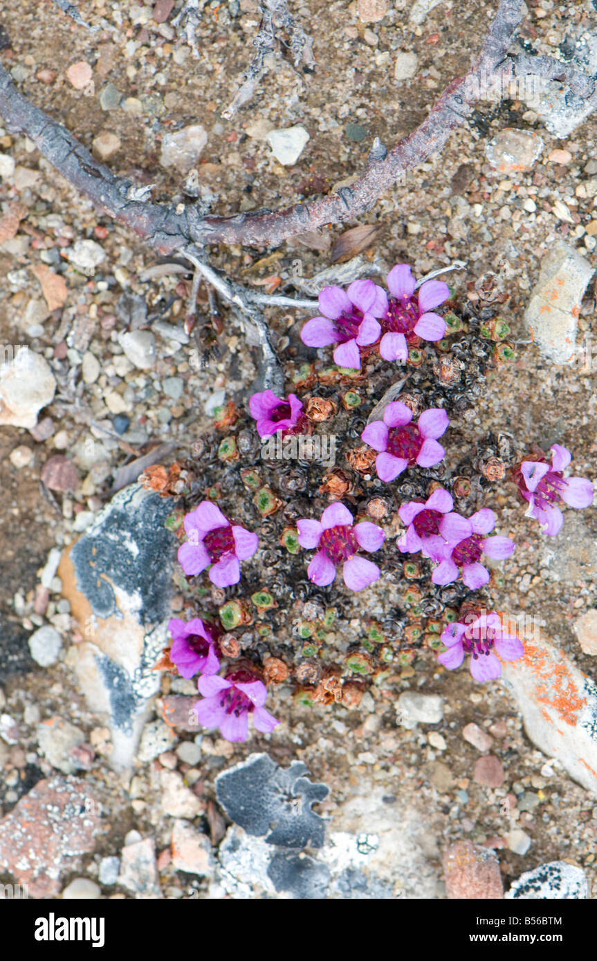 The purple flowers of the purple saxifrage in the Arctic spring are the first to appear after the snow melts on the tundra Stock Photo