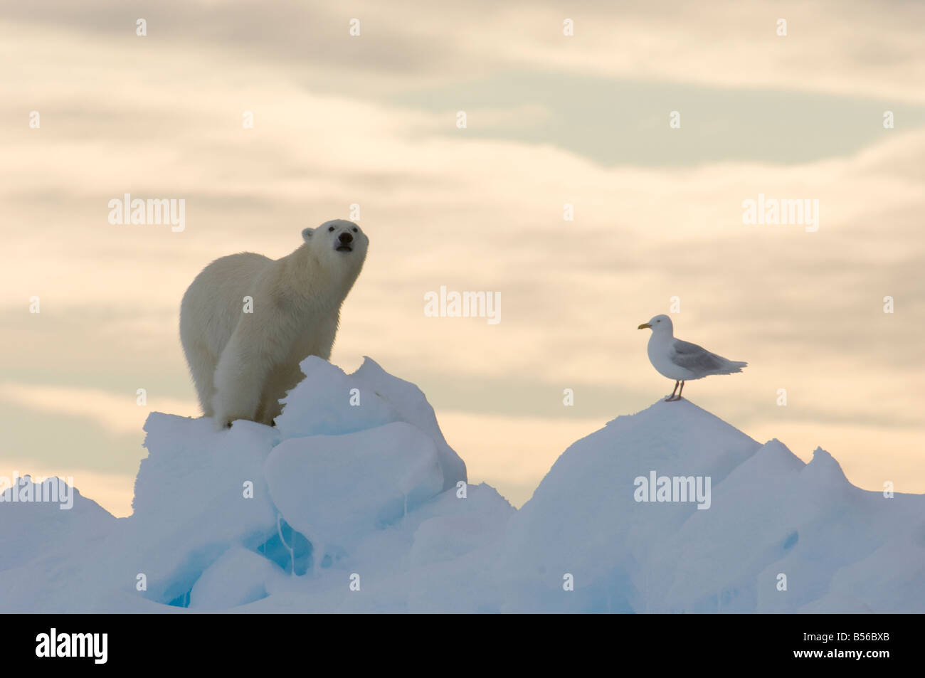 Young male polar bear at the floe edge with Arctic sea gull Lancaster Sound Nunavut Canada Arctic Stock Photo