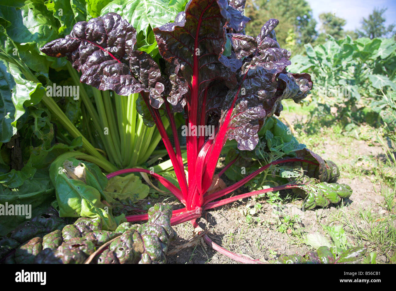 Rhubarb Plant Stock Photo
