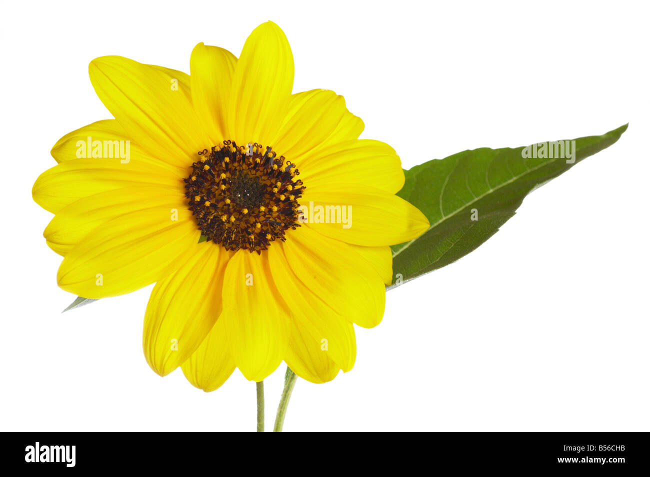 yellow ornamental sunflower isolated on white background Stock Photo ...