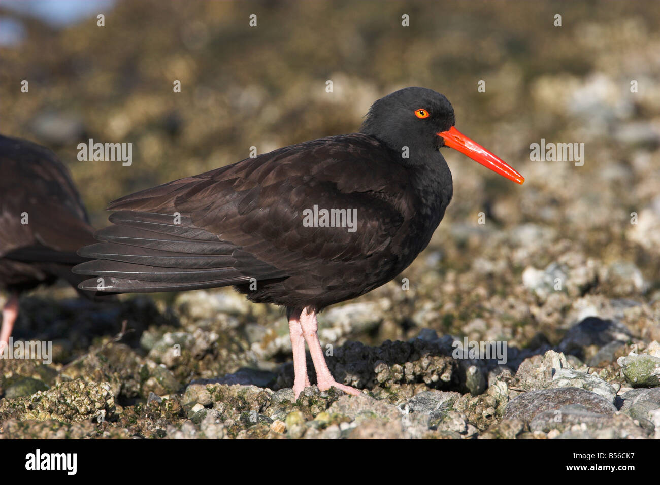 Black Oystercatcher Haematopus bachmani foraging on pebbly beach in search of food at Oak Bay Victoria Vancouver Island in Feb. Stock Photo