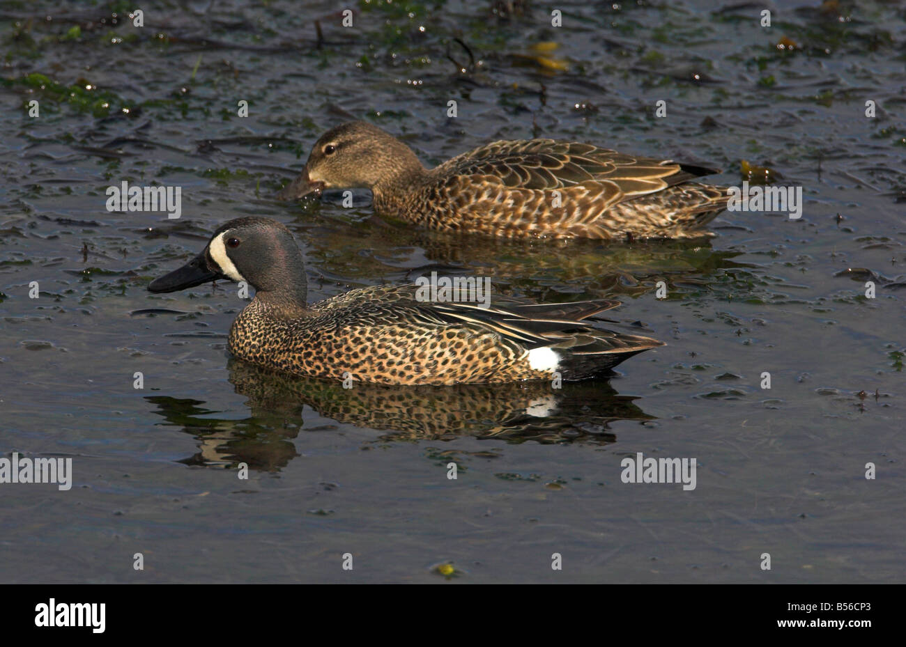 Blue-winged Teal Anas discors male & female on ocean at French Creek Vancouver Island BC in June Stock Photo