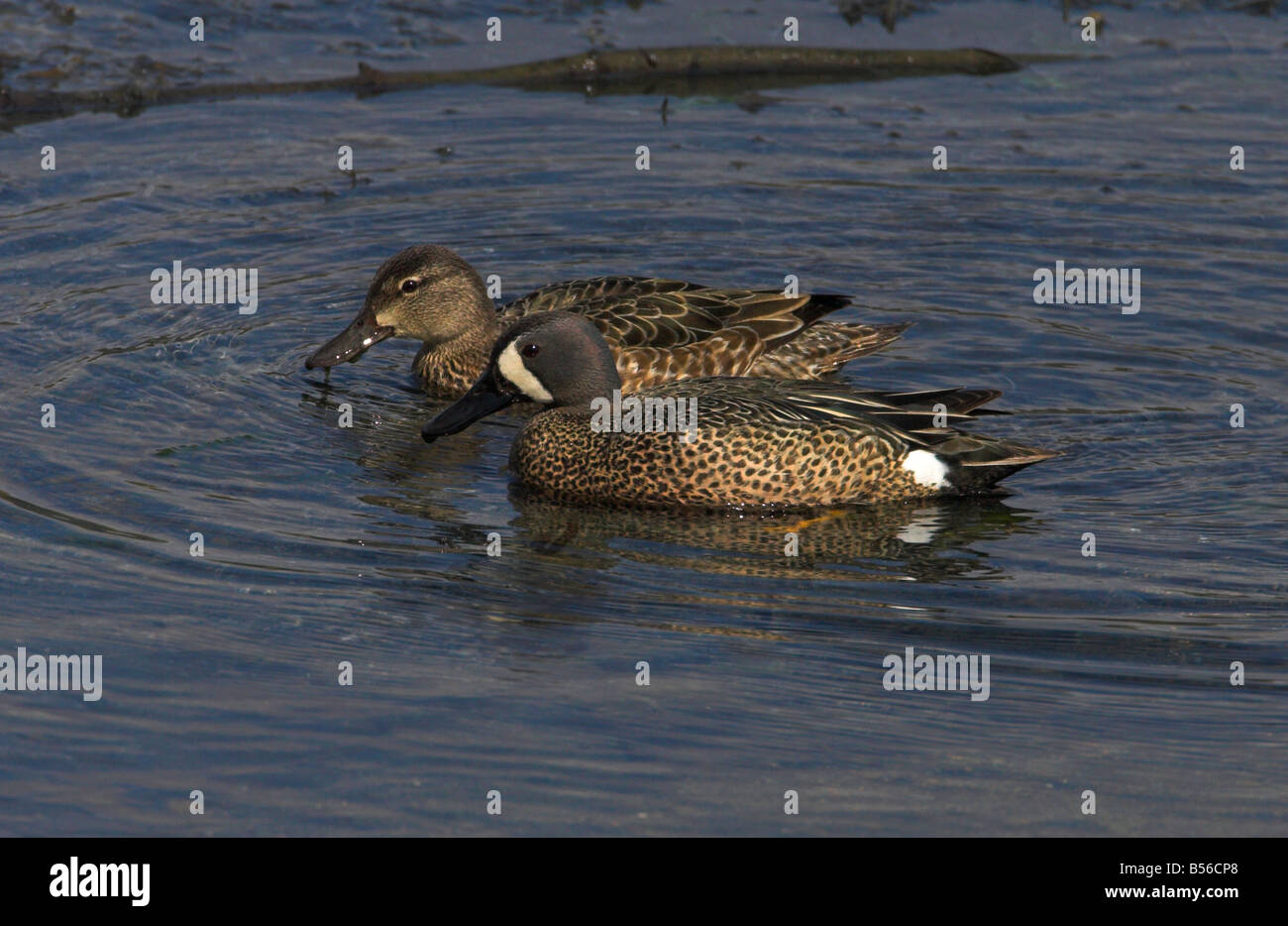 Blue-winged Teal Anas discors male & female on ocean at French Creek Vancouver Island BC in June Stock Photo
