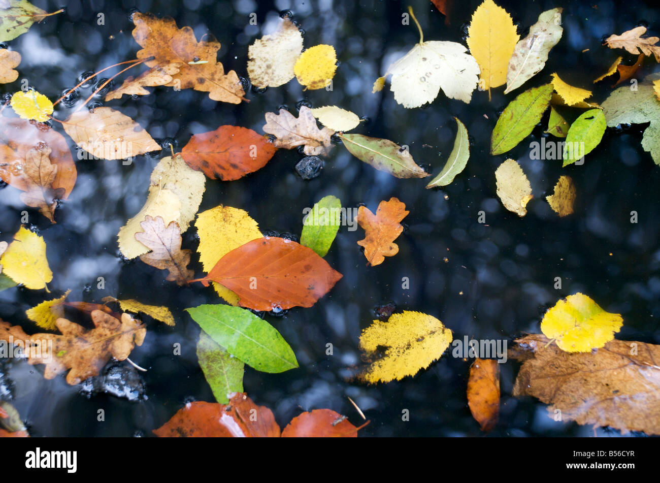 Leaves on the surface of the Welly Splash pond in RHS Harlow Carr, Harrogate Stock Photo