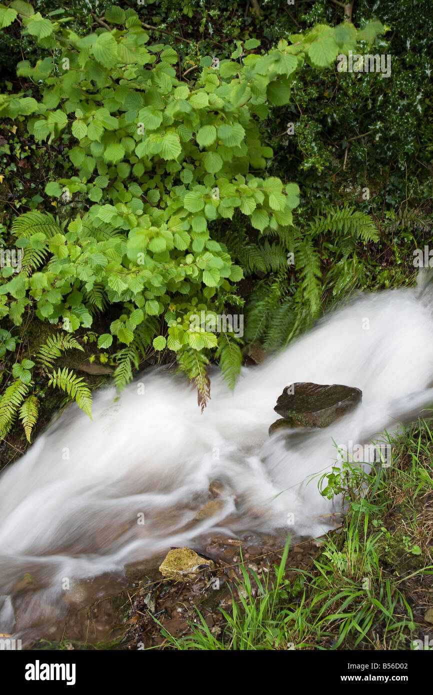 Fast flowing water in forest stream Wales UK Stock Photo