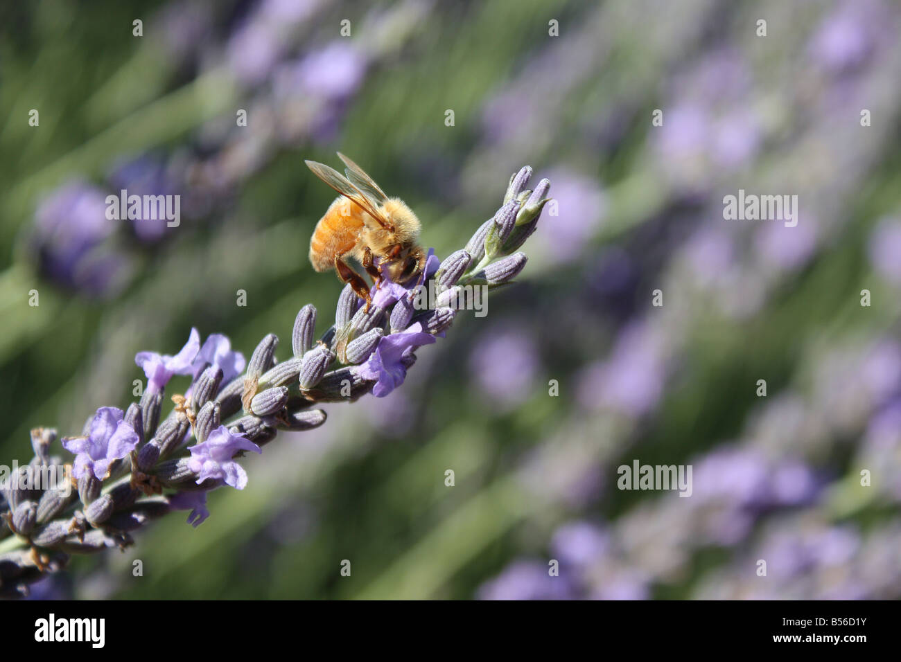 Honey Bee and Lavender Stock Photo Alamy