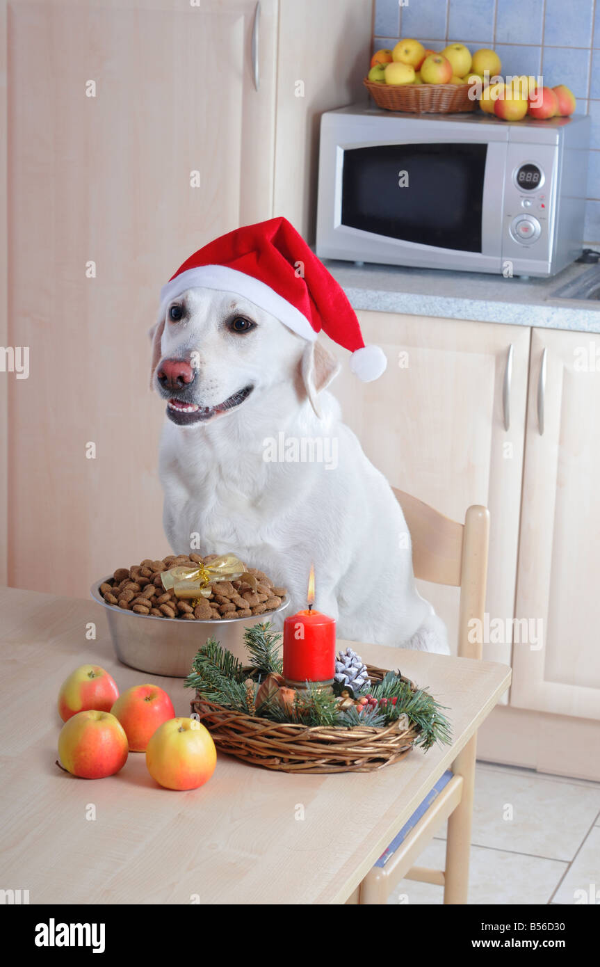 White labrador retriever whith Santa hat sitting at a Christmas table. Stock Photo