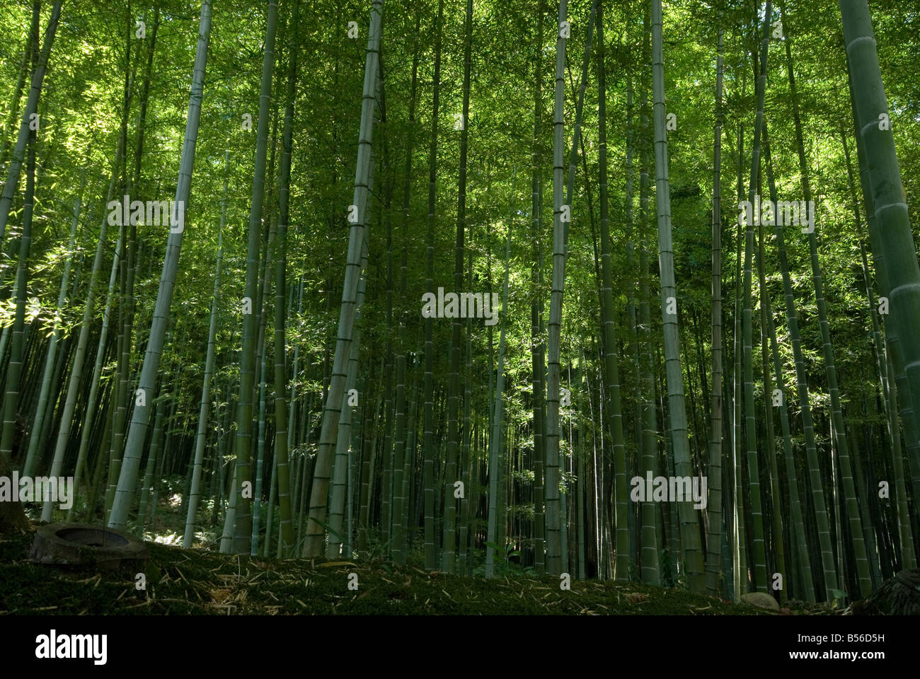 Bamboo forest Arashiyama Japan Stock Photo