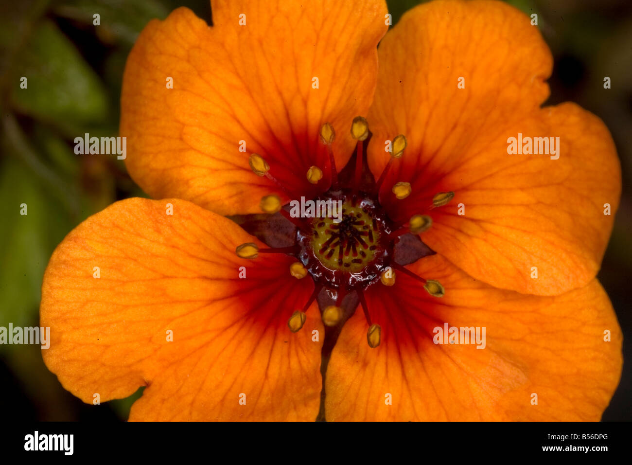 Detail of a flower Potentilla X tonguei Stock Photo