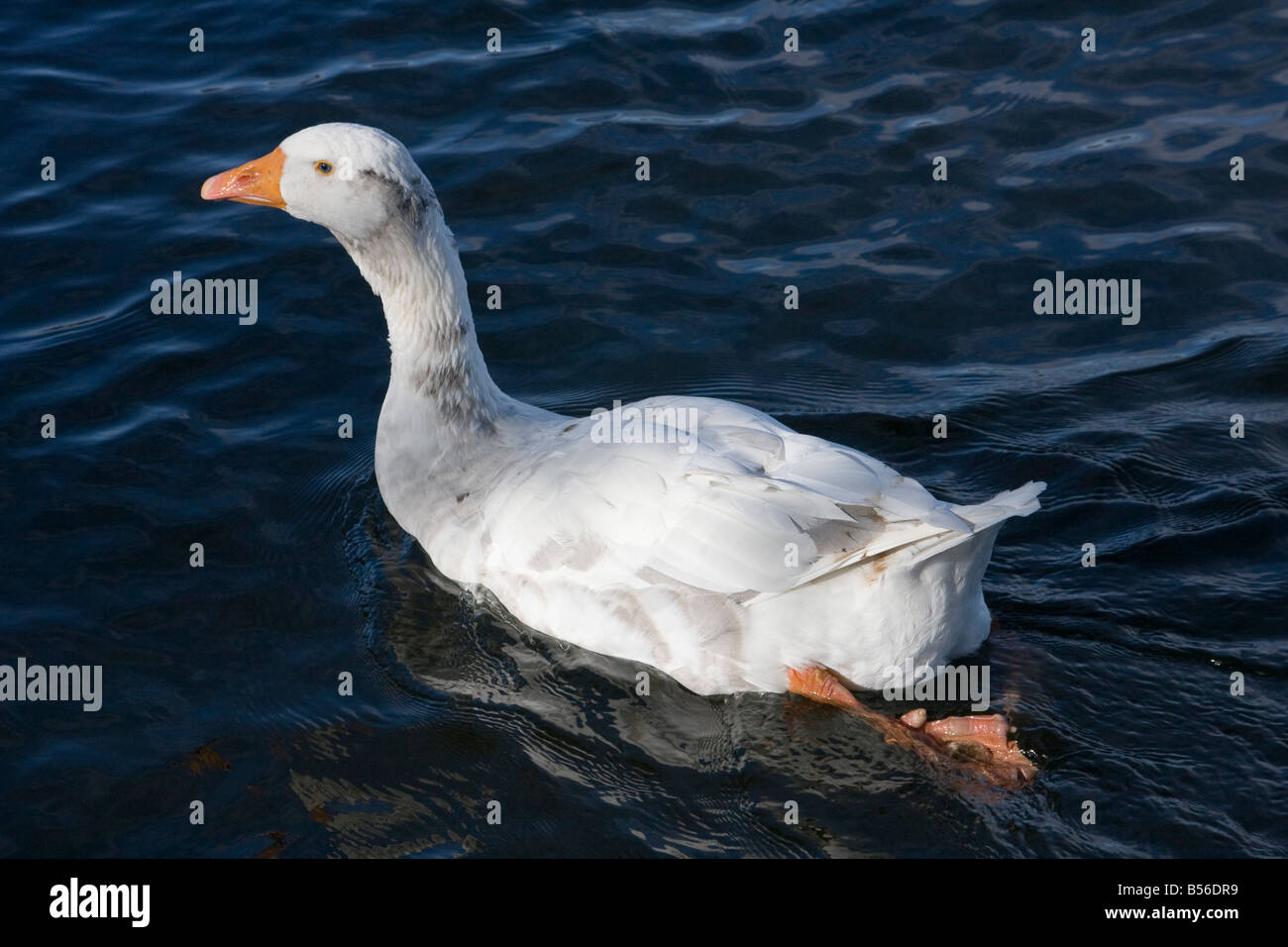 Goose Swims Stock Photo